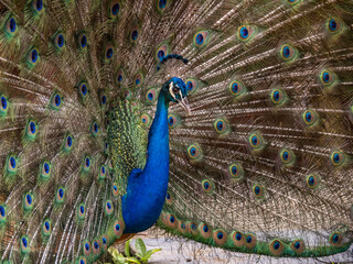 Obraz premium Views around the Caribbean Island of Curacao 