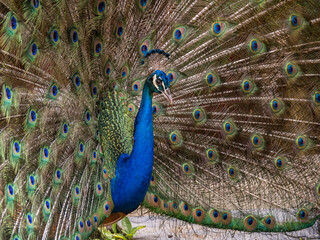 Obraz premium Views around the Caribbean Island of Curacao 