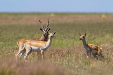 Blackbuck Antelope in Pampas plain environment, La Pampa province, Argentina