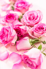 Fototapeta premium Pink roses