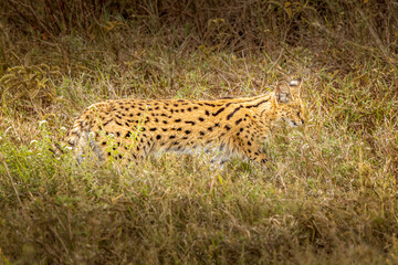 A serval cat in the wilderness of the Serengeti, Tanzania