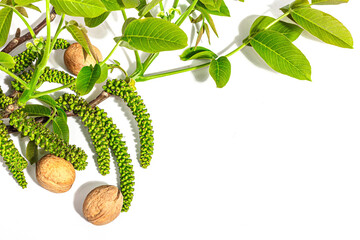 Blooming walnut branch and whole ripe nuts isolated on a white background. Young leaves and flowers