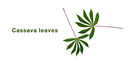 Beautiful Cassava leaf, Image of fresh cassava leaves on white background.
