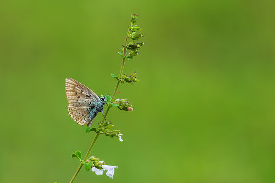 butterfly on a green grass © OvidiuDanielWildlife