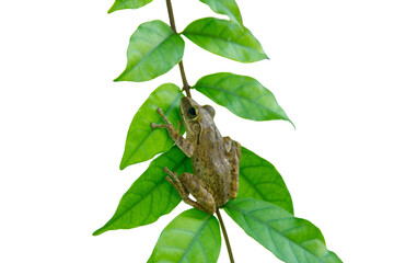 Agile frog (Rana dalmatina)  on green leaf.Agile frog (Rana dalmatina)  isolated on a white...
