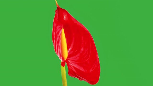 anthurium flower time-lapse