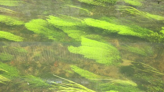 water weed being buffeted by crystal clear river water