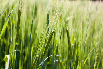 Unripe wheat