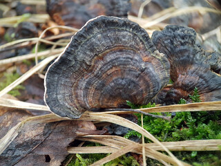 Macro bracket mushroom rainbow tree autumn