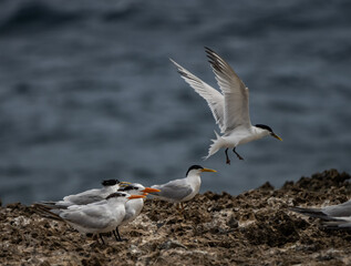  Views around the Caribbean Island of Curacao 