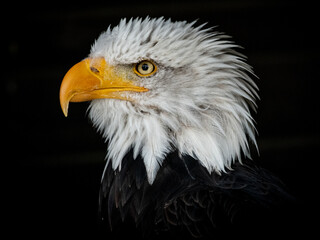 Seeadler