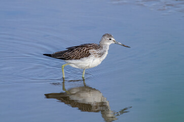 Greenshank, Tringa Nebularia, wading in shallow water.