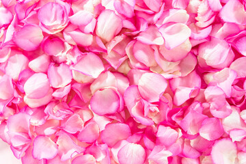 Obraz premium Rose petals