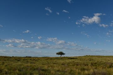 Pampas grass landscape, La Pampa province, Patagonia, Argentina.