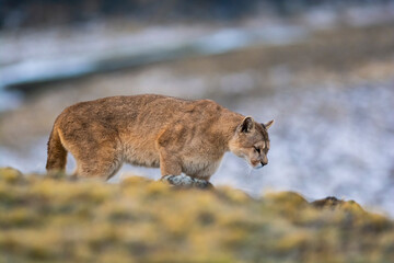 Puma walking in mountain environment, Torres del Paine National Park, Patagonia, Chile.