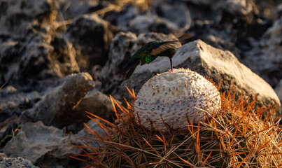  Views around the Caribbean Island of Curacao 