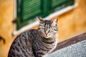 Stray gray brindle cat in Montemarcello Liguria Italy