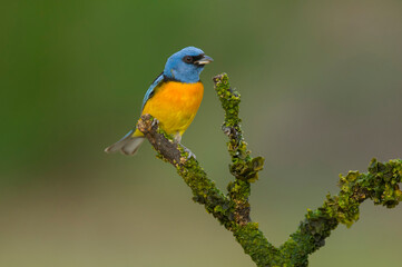 Blue and Yellow Tanager, Thraupis bonariensis, Calden Forest, La Pampa, Argentina