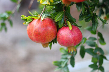 Fresh pomegranate on the tree. Selective focus.