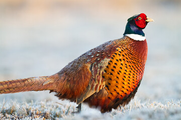 Common pheasant Phasianus colchius Ring-necked pheasant in natural habitat, grassland in early winter	