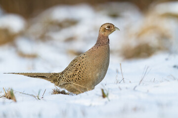 female Common pheasant Phasianus colchius Ring-necked pheasant in natural habitat, grassland in early winter	