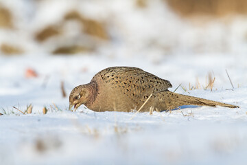 female Common pheasant Phasianus colchius Ring-necked pheasant in natural habitat, grassland in early winter	