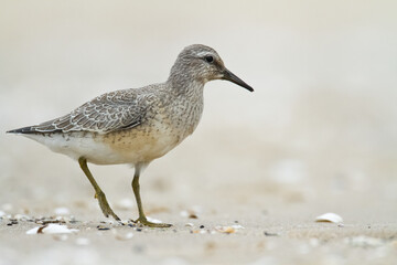 Shorebird - juvenile Calidris canutus, Red Knot on the Baltic Sea shore, migratory bird Poland Europe