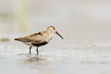bird - Dunlin Calidris alpina adult migratory bird, shorebird