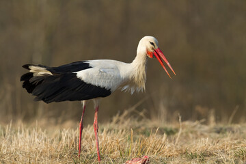 Bird White Stork Ciconia ciconia hunting time early spring in Poland Europe