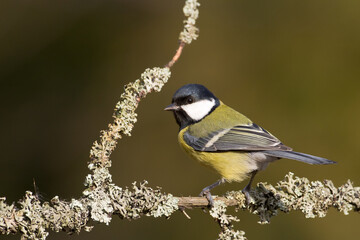 Colorful great tit ( Parus major ) perched on a tree trunk, photographed in horizontal, amazing background
