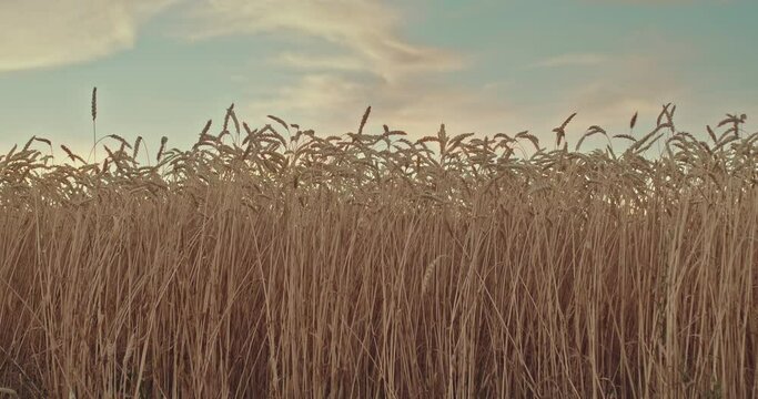 Tall ears of wheat are standing in the field. Blue sky, golden years. Ripe grain harvest, agribusiness. 4k, ProRes