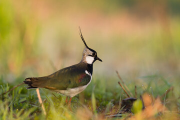 Bird Lapwing Vanellus vanellus on green background spring time Poland Europe migratory bird	