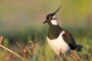 Bird Lapwing Vanellus vanellus on green background spring time Poland Europe migratory bird	