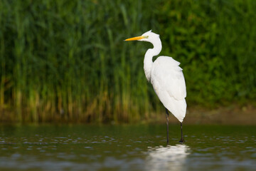 Bird Egretta alba Great Egret white bird on dark black background