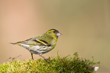 Bird Siskin Carduelis spinus male, small yellow bird, winter time in Poland Europe