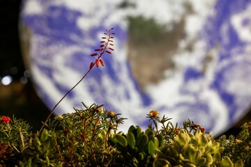 Selective focus of green plants with a large hologram of the planet earth in the background