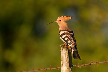 Bird Hoopoe Upupa epops, summer time in Poland Europe bird perched on tree