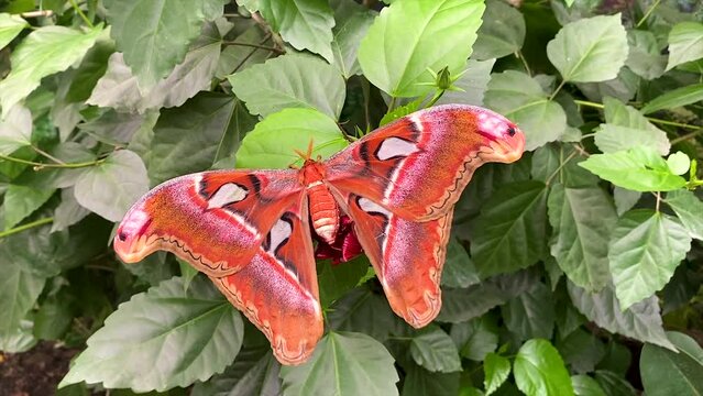 The largest butterfly in nature. Coscinocera hercules.