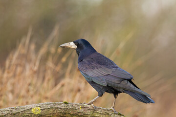 Bird Rook corvus frugilegus landing, black bird in winter time, Poland Europe