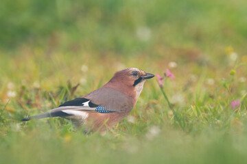 Eurasian Jay Garrulus glandarius in green meadow