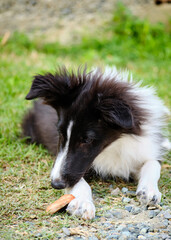 Foto scattata ad un cucciolo di border collie mentre gioca.
