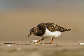 bird - Ruddy Turnstone migratory Arenaria interpres shorebird, migratory bird, Poland Europe Baltic Sea