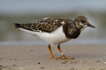 bird - Ruddy Turnstone migratory Arenaria interpres shorebird, migratory bird, Poland Europe Baltic Sea