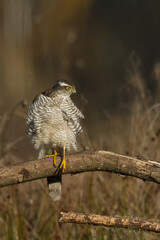 Birds of prey Sparrowhawk Accipiter nisus, hunting time bird sitting on the branch, Poland Europe