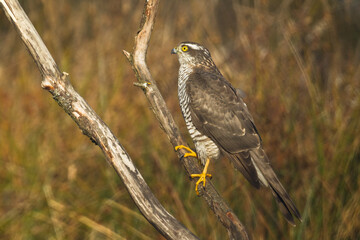 Birds of prey Sparrowhawk Accipiter nisus, hunting time bird sitting on the branch, Poland Europe