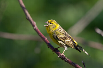 Bird European serin Serinus serinus perched on the tree, Poland Europe