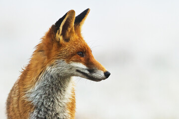 Fox Vulpes vulpes head, close-up, Poland Europe, animal walking among green meadow in amazing warm light	