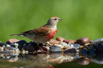 Bird Linnet Carduelis cannabina male, bird is bathing, summer time Poland, Europe green background