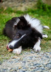 Obraz premium Foto scattata ad un cucciolo di border collie mentre gioca.