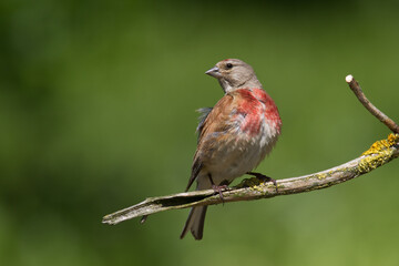 Bird Linnet Carduelis cannabina male, bird is bathing, summer time Poland, Europe green background